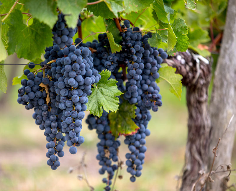 Merlot Traube